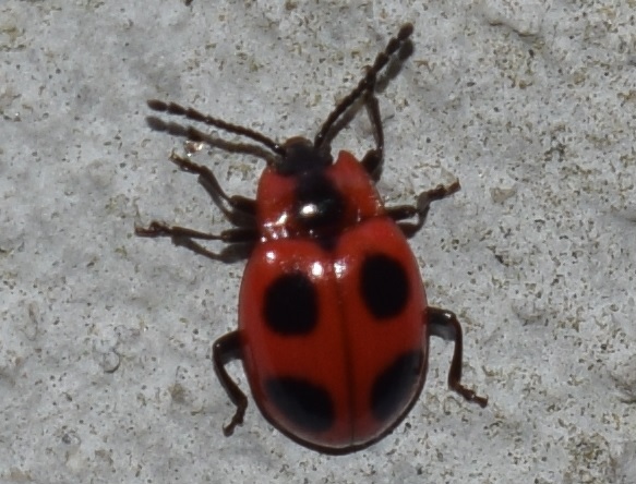 Endomychidae: Endomychus coccineus